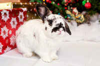 Pet: Sierra-Bunny